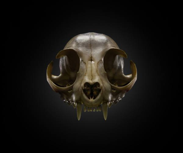 Photograph Liam Grahn Cat Skull on One Eyeland